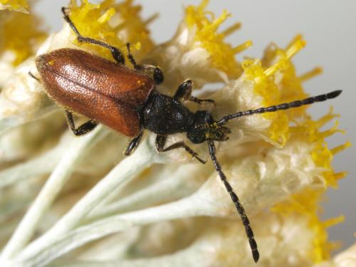 Pseudovadonia livida
