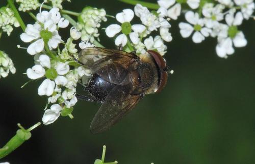 Phasia hemiptera