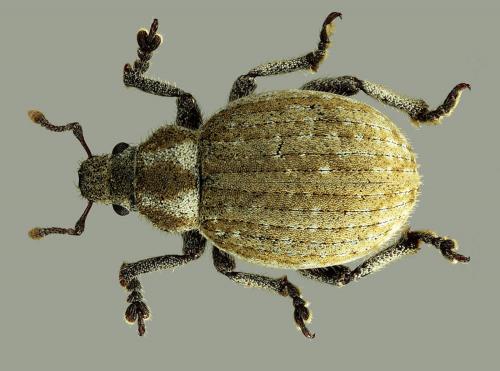 Réf. 71 252 : Philopedon plagiatum