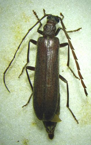 Réf. 71 097 : Calopus serraticornis