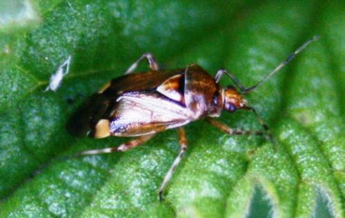 Deraeocoris flavilinea