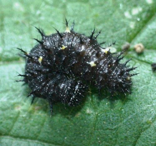 Vanessa atalanta