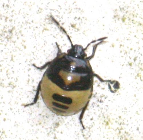 Tritomegas sp.