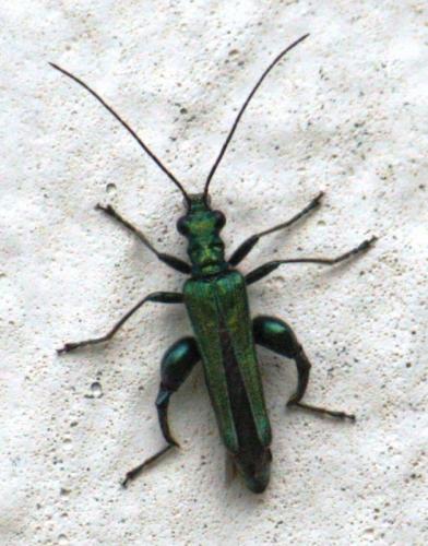 Oedemera nobilis