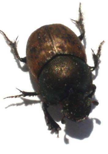 Onthophagus sp.