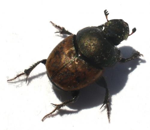 Onthophagus sp.