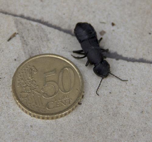 Ocypus sp.