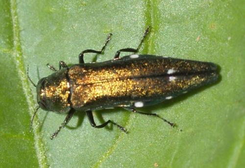 Agrilus biguttatus