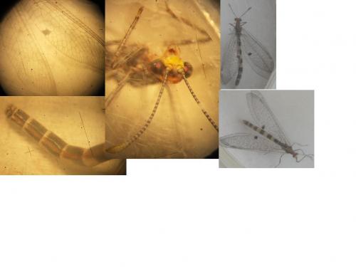 Réf. 71 038 : Megistopus flavicornis
