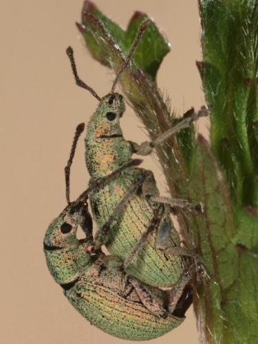 Réf. 71 224 : Phyllobius sp.