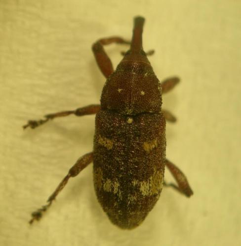 Réf. 71 036 : Pissodes castaneus
