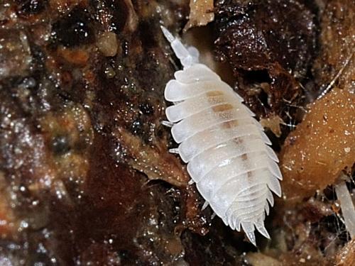 Platyarthrus hoffmannseggii