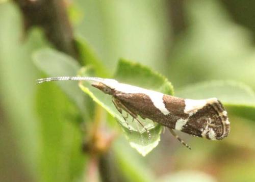 Eidophasia syenitella