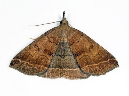 Pechipogo plumigeralis