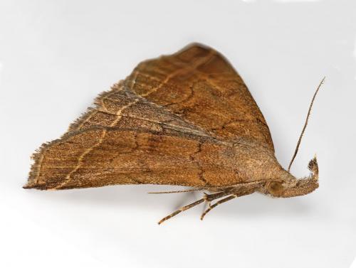 Réf. 71 779 : Pechipogo plumigeralis