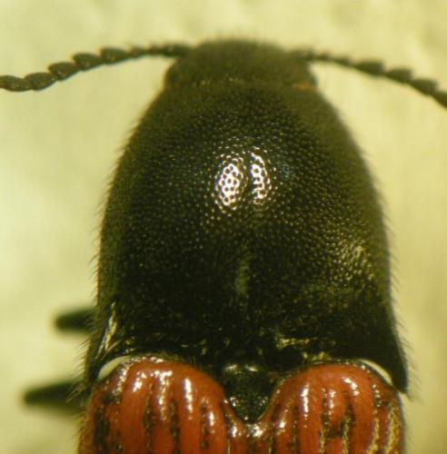 Réf. 71 127 : Ampedus sanguineus