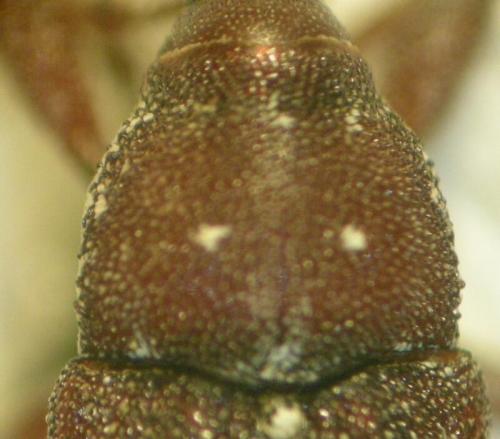 Réf. 71 211 : Pissodes castaneus