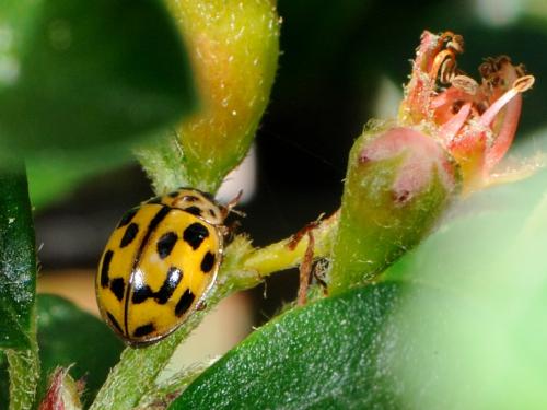 Propylea quatuordecimpunctata