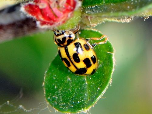 Propylea quatuordecimpunctata
