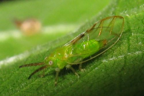 Homotoma ficus
