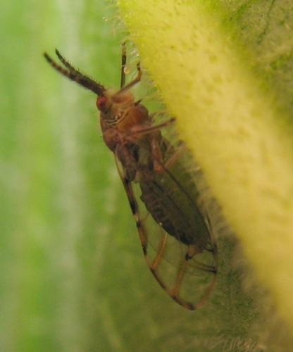 Homotoma ficus
