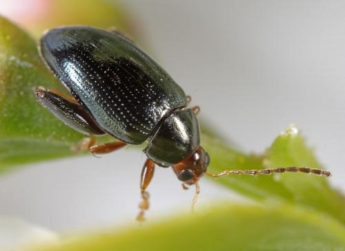 Réf. 71 702 : Psylliodes chrysocephala