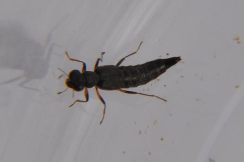 Stenus sp.