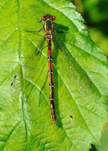 Pyrrhosoma nymphula