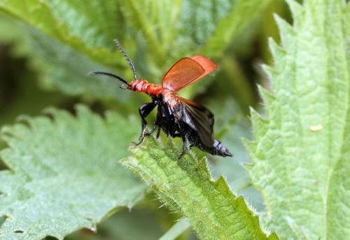 Pyrochroa serraticornis
