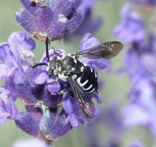 Réf. 71 323 : Thyreus sp.