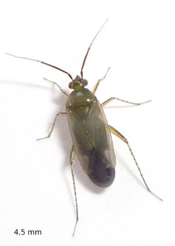 Plagiognathus arbustorum