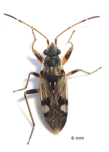 Beosus maritimus