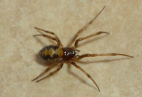 Réf. 71 164 : Steatoda triangulosa