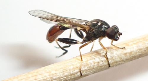 Sphegina sibirica
