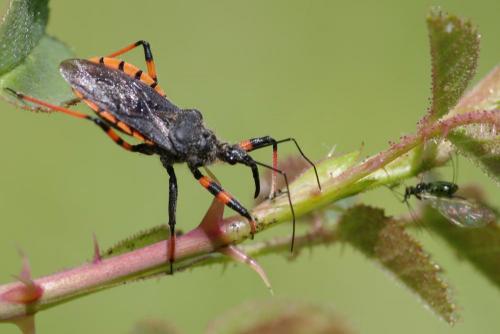 Rhynocoris annulatus