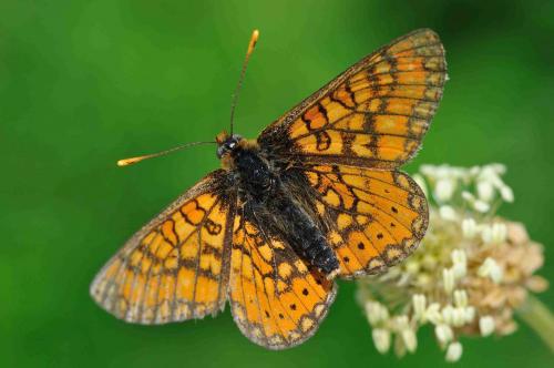 Réf. 71 309 : Euphydryas aurinia