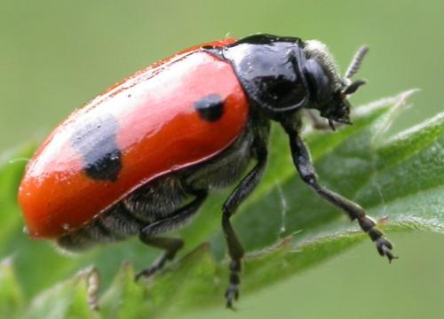 Réf. 71 846 : Clytra laeviuscula