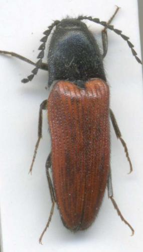 Ampedus rufipennis