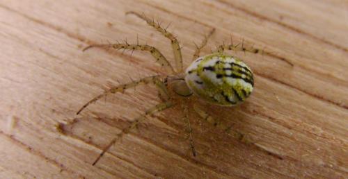 Réf. 71 120 : Mangora acalypha