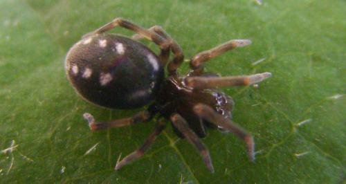 Nurscia albomaculata