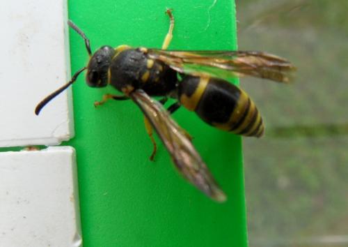 Ancistrocerus sp.