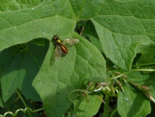 Chloromyia formosa