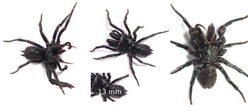 Atypus sp.