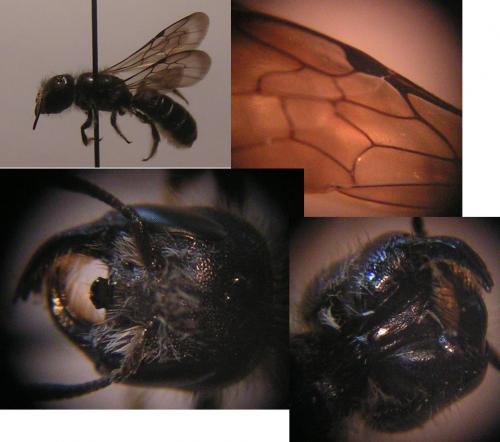 Réf. 71 110 : Chelostoma florisomne