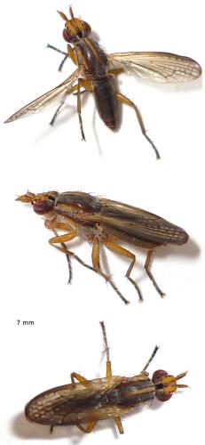 Limnia sp.