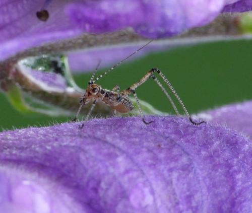 Phaneropterinae