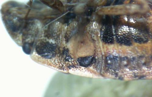 Réf. 71 272 : Sciocoris cursitans