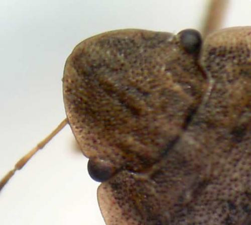 Réf. 71 279 : Sciocoris cursitans