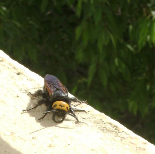 Megascolia maculata maculata