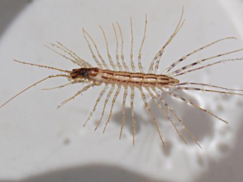 Réf. 71 047 : Scutigera coleoptrata